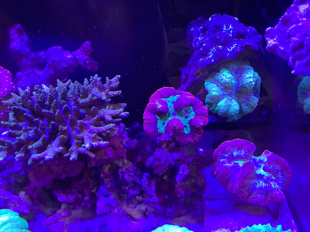 Chihiros NOVA1 海水用調光付きLEDライト | 海水用品,照明,照明