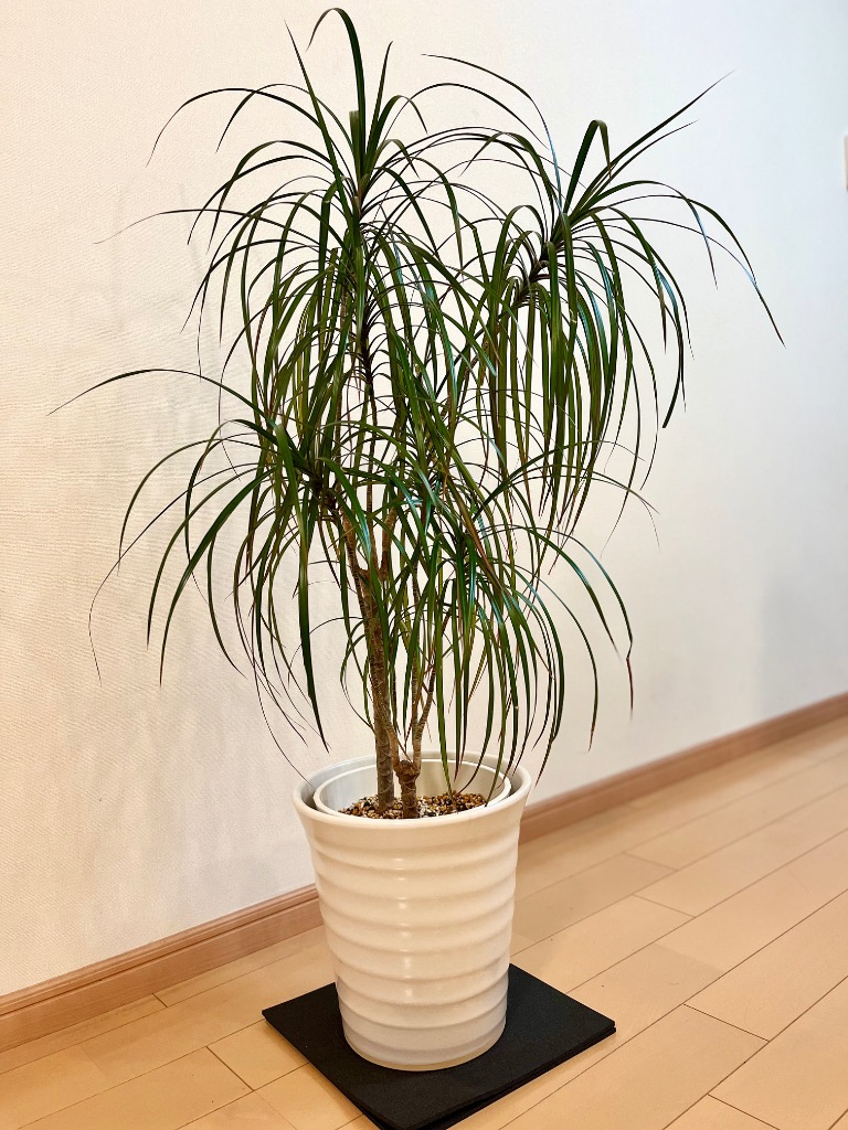 1件目のレビュー画像 | 0