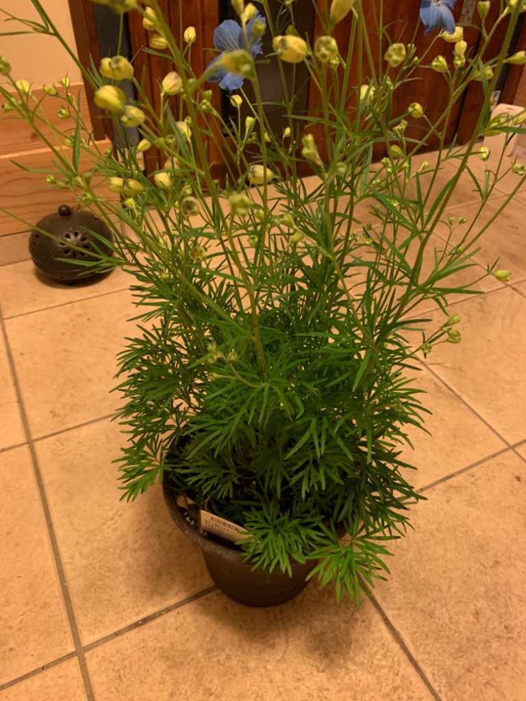 1件目のレビュー画像 | 1