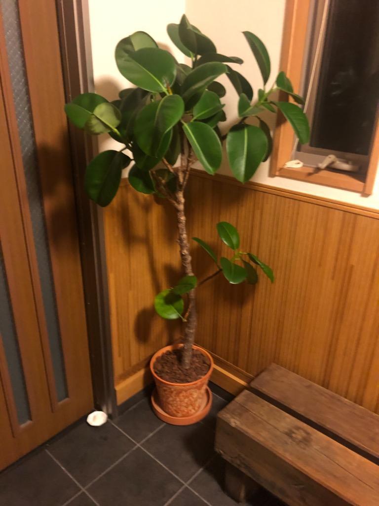 1件目のレビュー画像 | 0