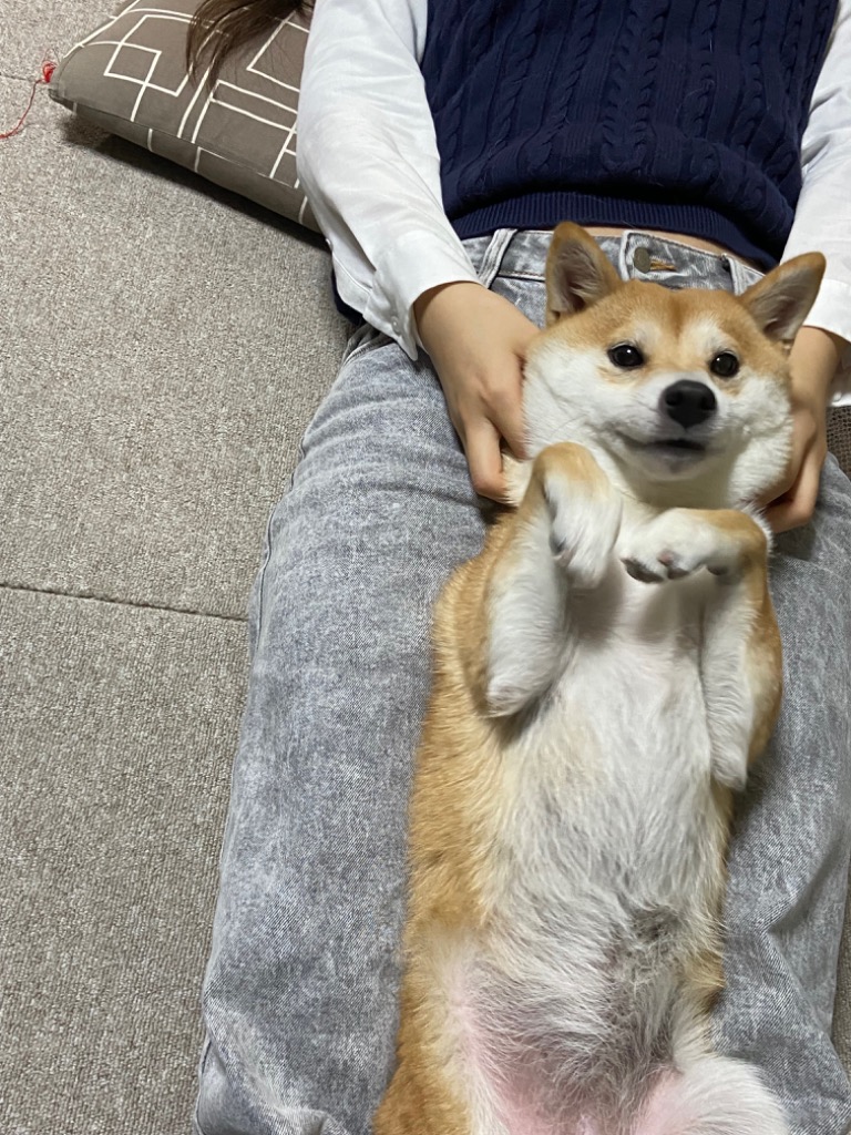 プリスクリプション・ダイエット ［2袋セット］ヒルズ 犬用