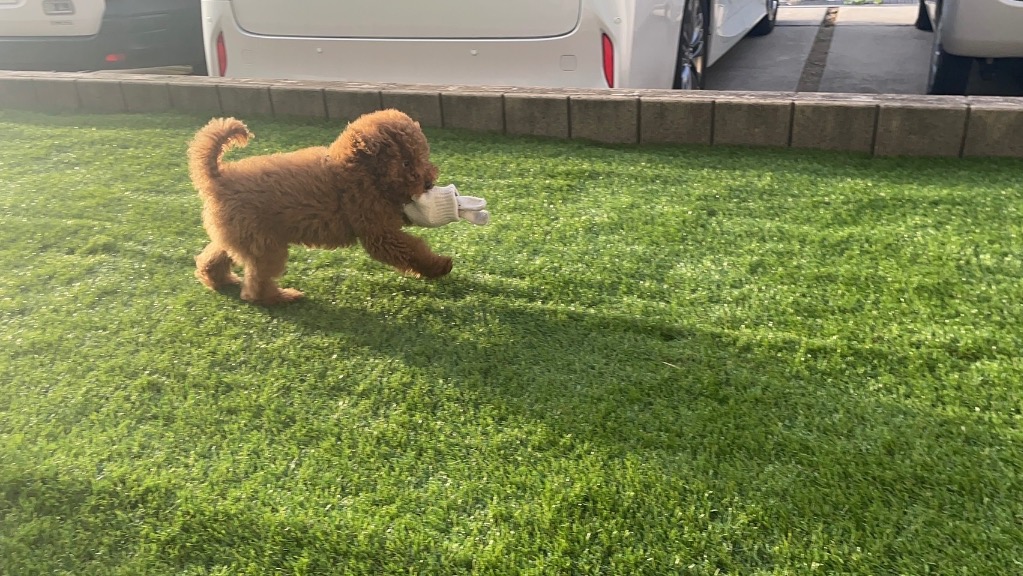 全体のレビュー画像 | 5-0