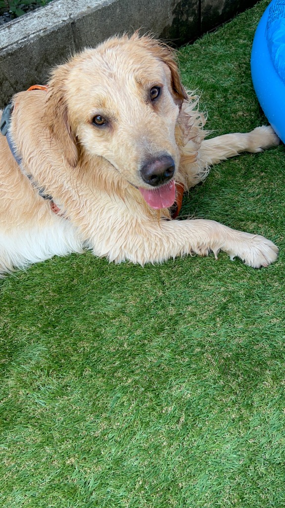 全体のレビュー画像 | 3-0