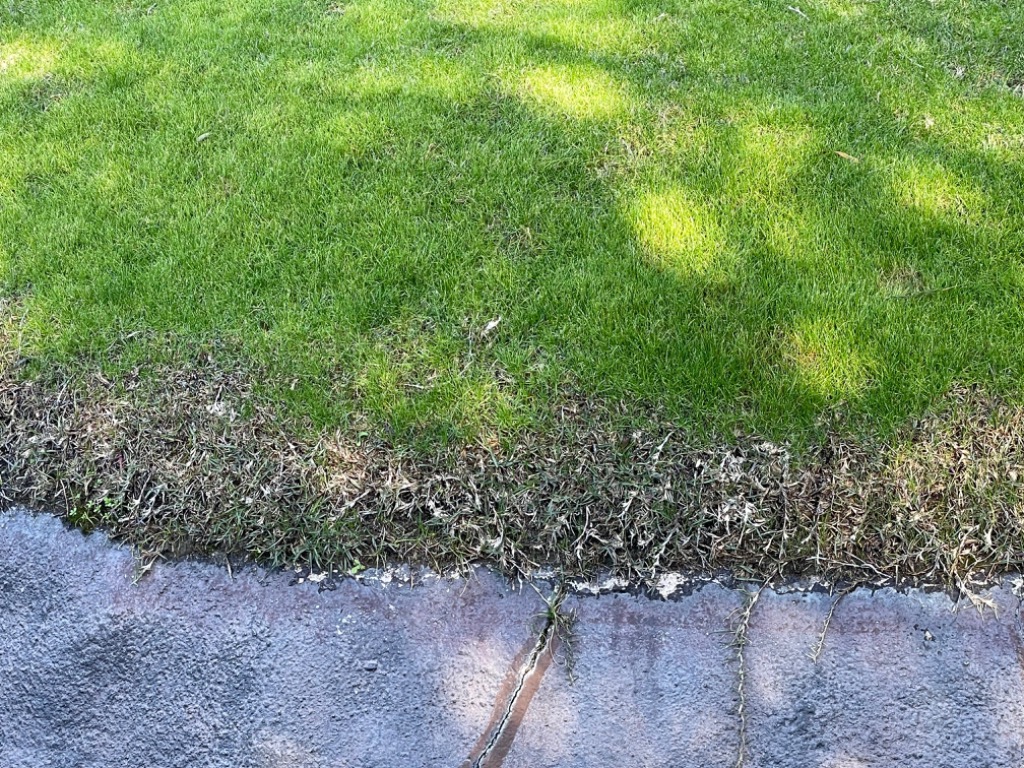 種子 ペレニアルライグラス ステラー4GL 10kg 種子 ペレニアルライグラス ステラー4GL 1kg : めばえや