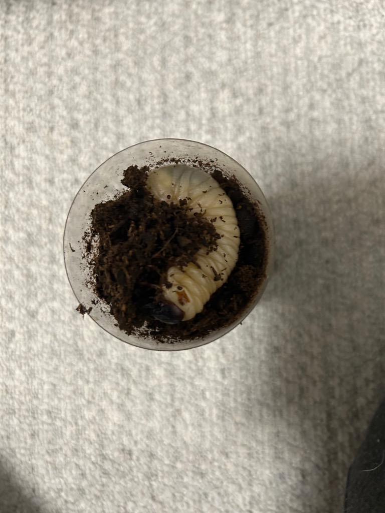 カブトムシ・ノコギリクワガタ用 高栄養発酵マット 約50L箱 カブトムシ・ノコギリクワガタ用 高栄養発酵マット 約50L箱