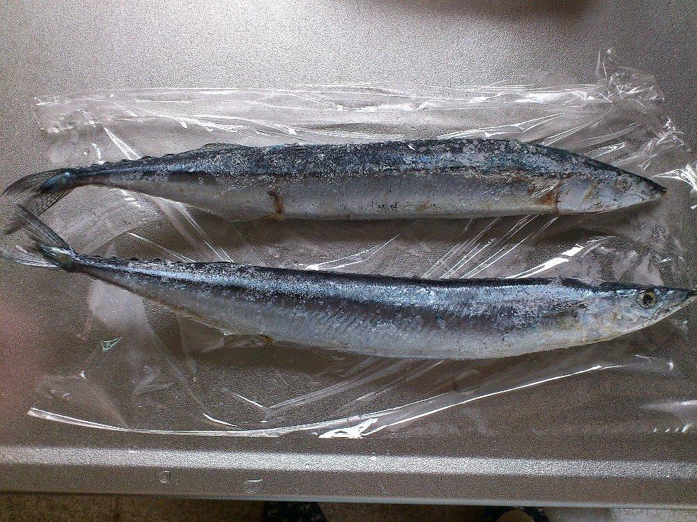 送料無料 北海道産 さんま）根室・釧路産（冷凍）生サンマ 8-12尾1.2kg箱（獲れたて 船上急速冷凍 鮮度が違う 塩焼き 脂のり 秋刀魚  冷凍さんま 生さんま） :A006-006-77:どさんこファクトリー北海道 - 通販 - Yahoo!ショッピング