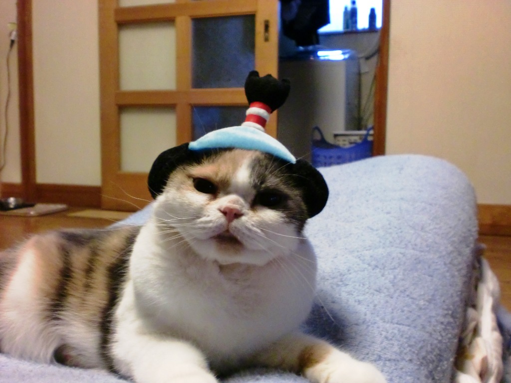 全体のレビュー画像 | 5-0