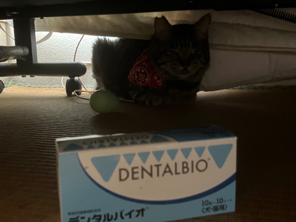 あすつく】【デンタルバイオ 100粒(10粒×10シート)×1箱】犬猫