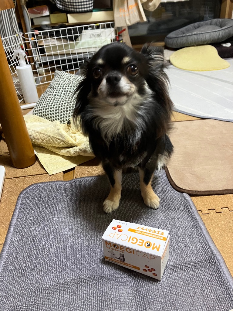モエギキャップ 100粒（10粒×10シート）2個 犬 猫サプリメント*新品 リニューアル(箱)】【モエギキャップ 100粒（10粒×10シート）×2