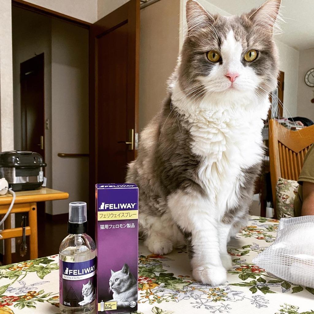 記念日 《新品》猫用フェロモン製品フェリウェイスプレー60ml