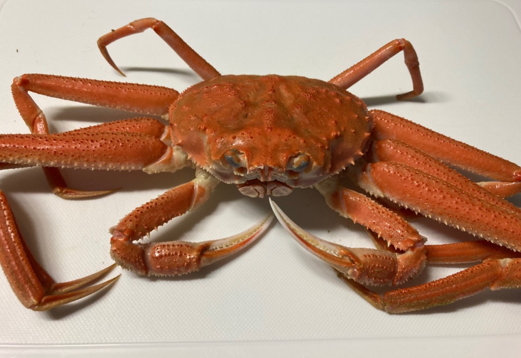 超歓迎 訳あり 活 ズワイガニ 小サイズ 2kg詰め 送料無料 ※沖縄別途送料加算 身入り7割前後 御中元 お中元 夏休み バーベキュー キャンプ 