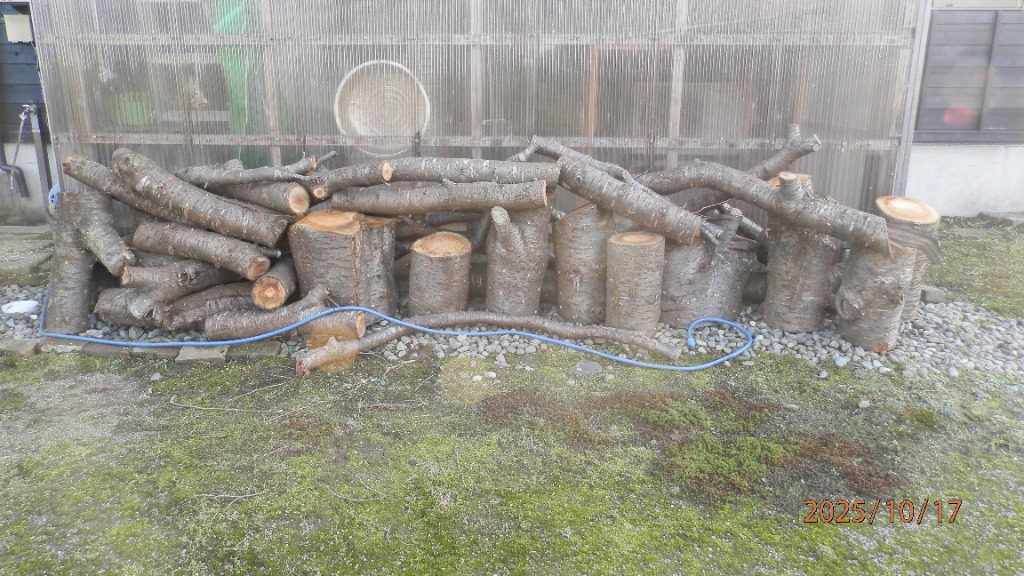 森のきのこ倶楽部 なめこ 種駒 800個 【正規販売店】森2号 原木栽培