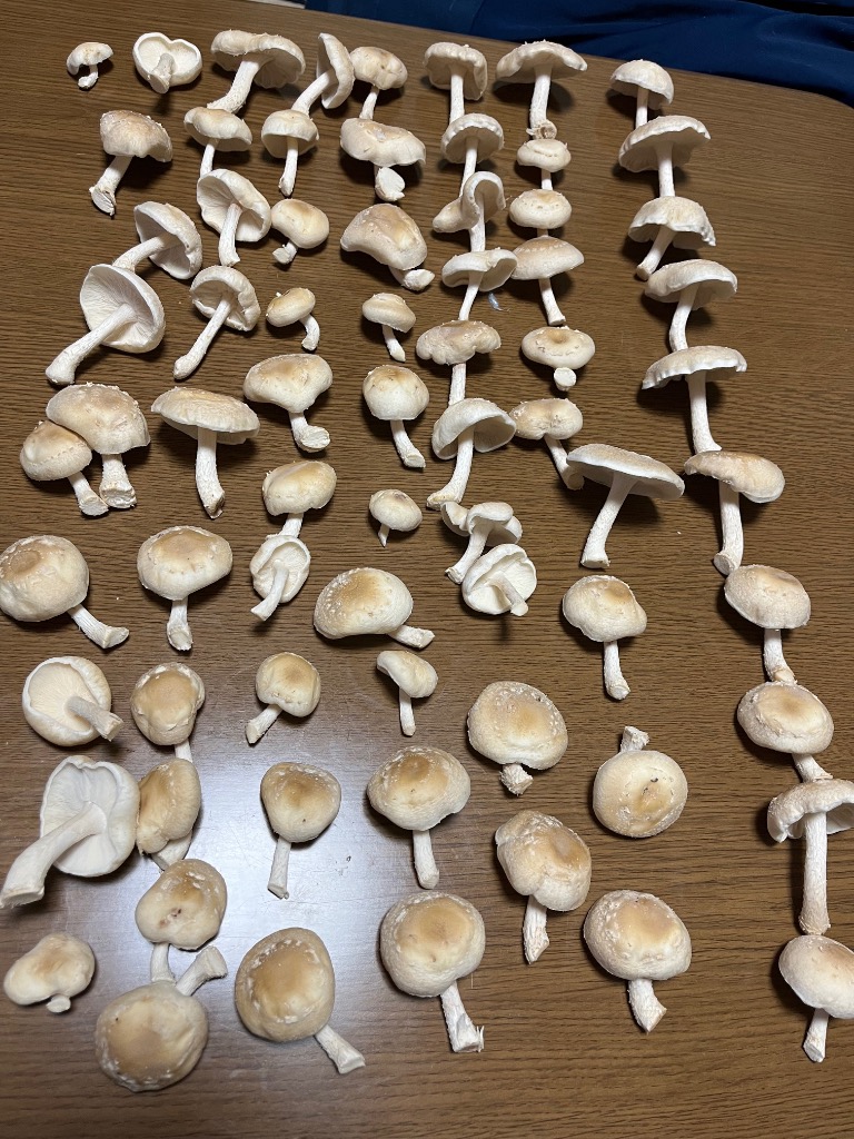 全体のレビュー画像 | 10-2