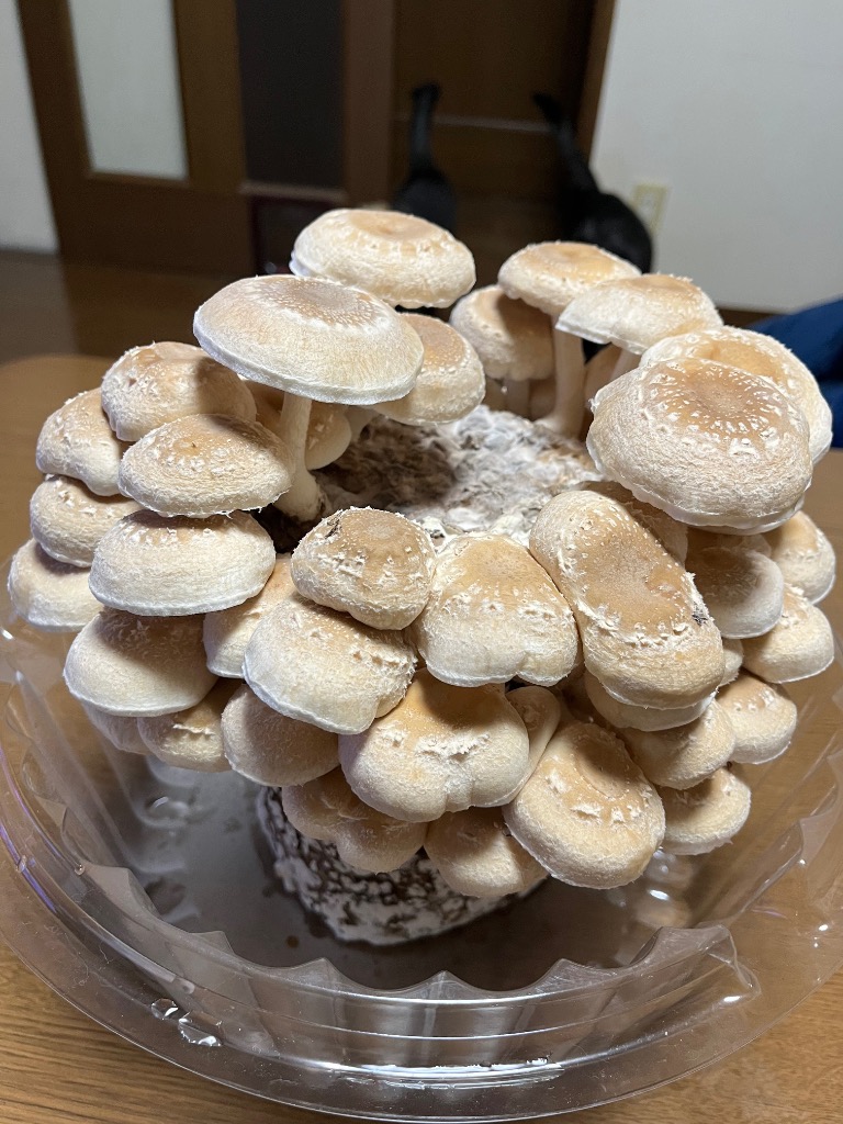 全体のレビュー画像 | 10-1