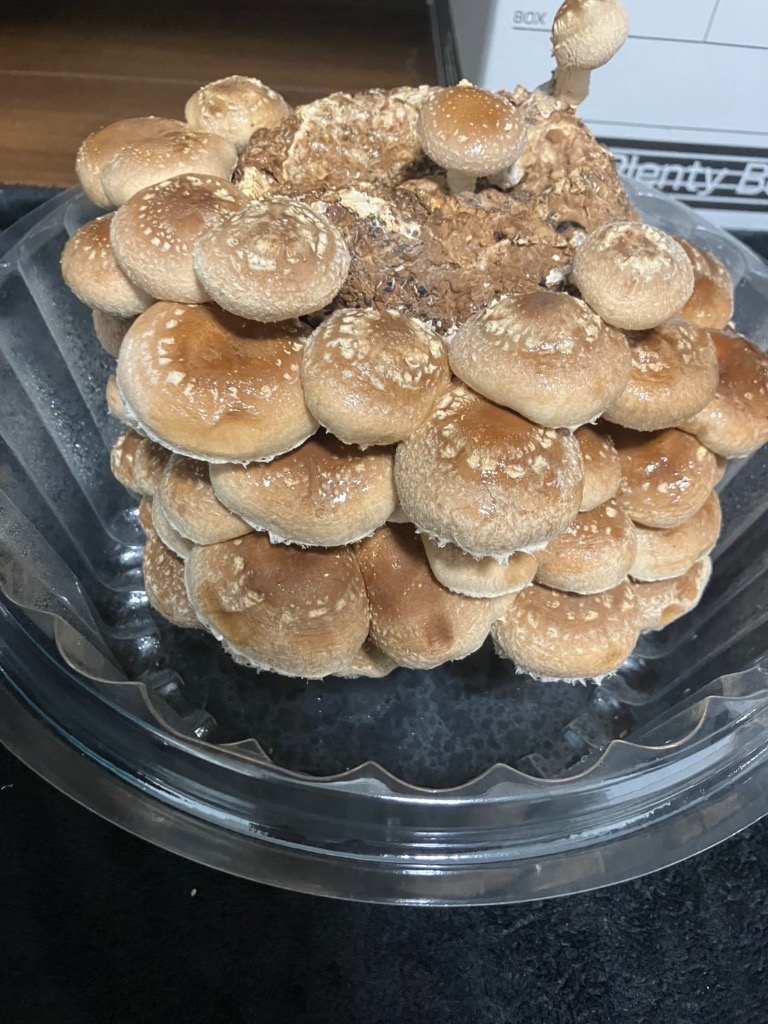 全体のレビュー画像 | 4-0