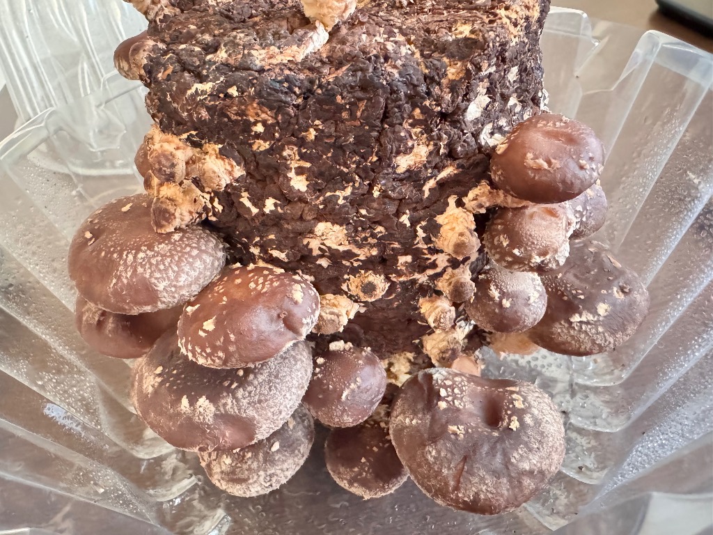 全体のレビュー画像 | 1-0