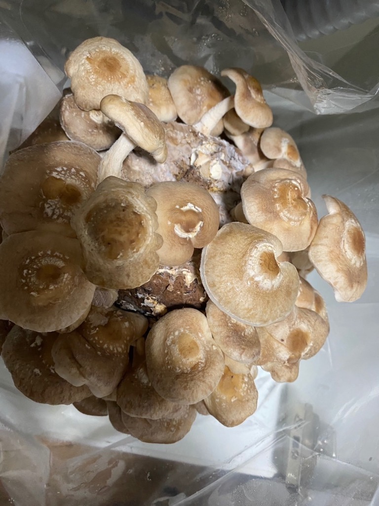 全体のレビュー画像 | 1-1