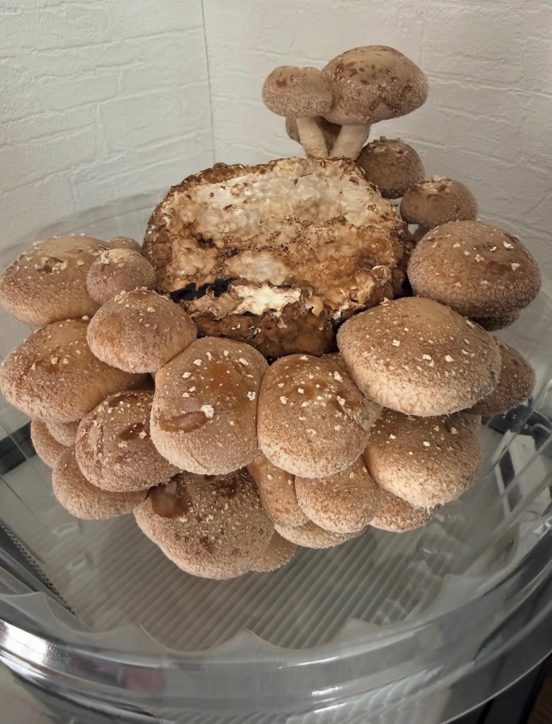 全体のレビュー画像 | 2-0