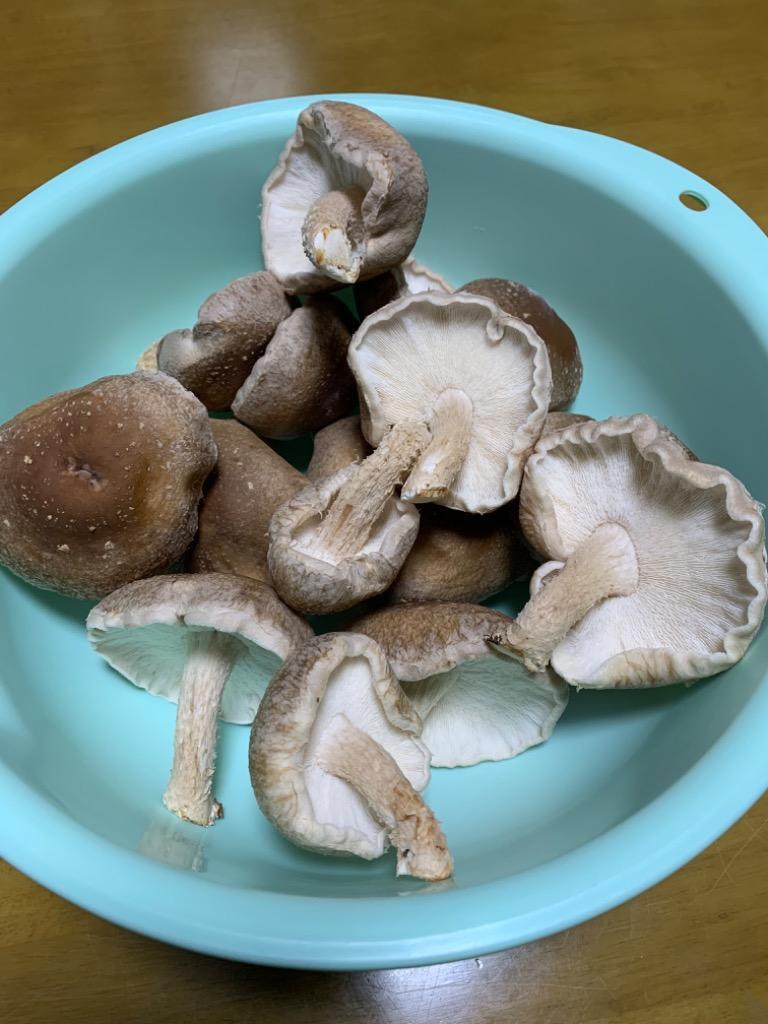 全体のレビュー画像 | 9-1