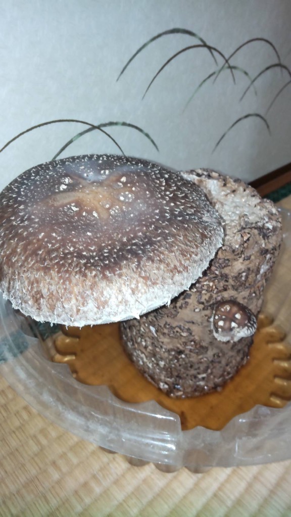 全体のレビュー画像 | 0-0