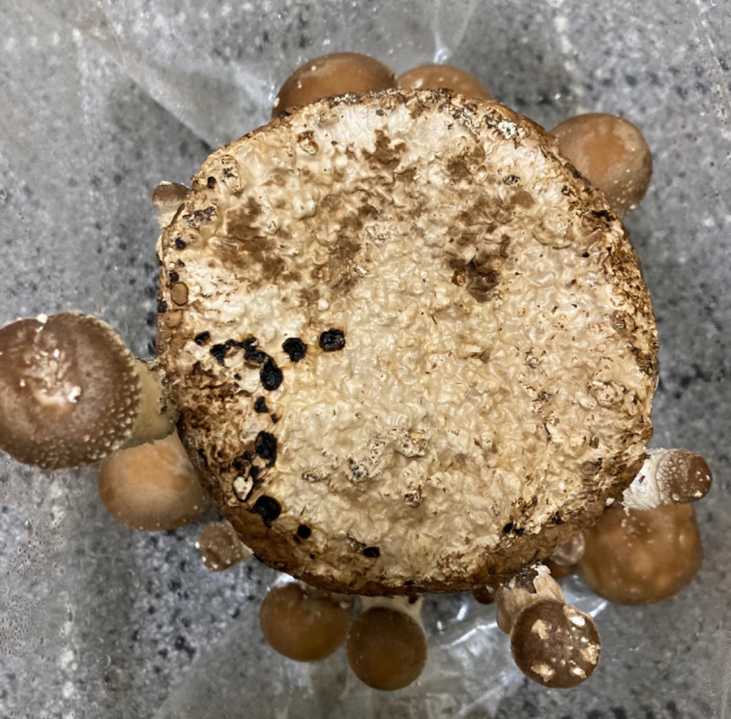 全体のレビュー画像 | 3-0