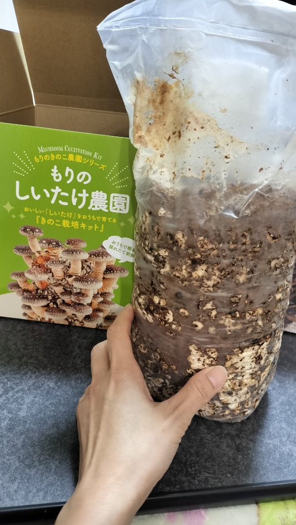 きのこさん専用 森のきのこ倶楽部 きのこ栽培キット < お好み3個 選べてお得