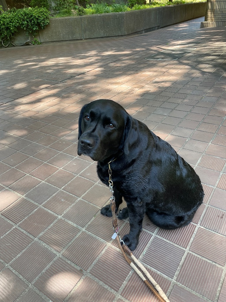 フィギュア フィギュリン 置物 セット ラブラドール ラブ 犬 Labrador