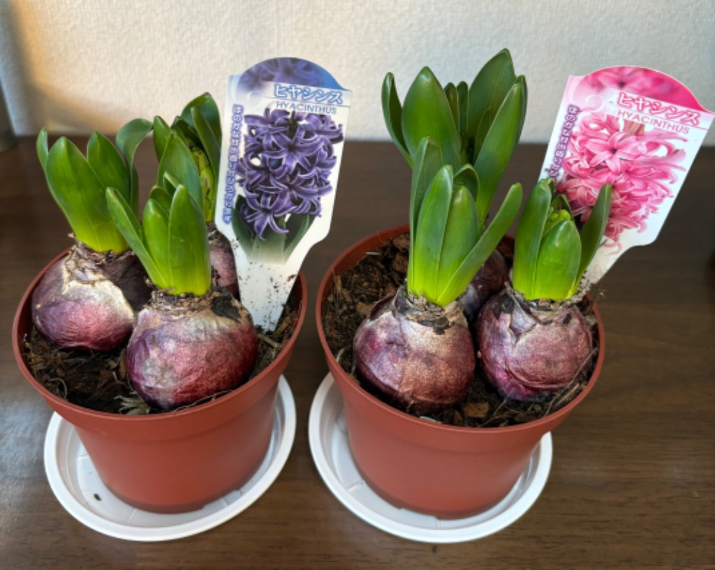 ヒヤシンス球根3球寄せ植え○2鉢セット(花色はお任せ ヒヤシンス球根3球寄せ植え○2鉢セット(花色はお任せ