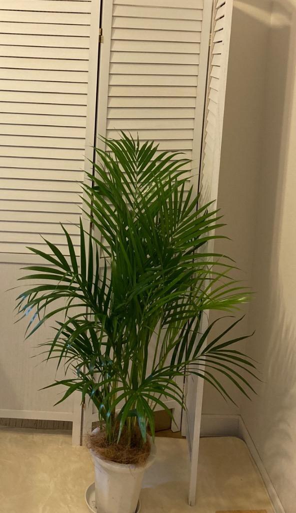 アレカヤシ。観葉植物。無料で発送致します。 アレカヤシ。観葉植物。無料で発送致します。 アレカヤシ。観葉植物