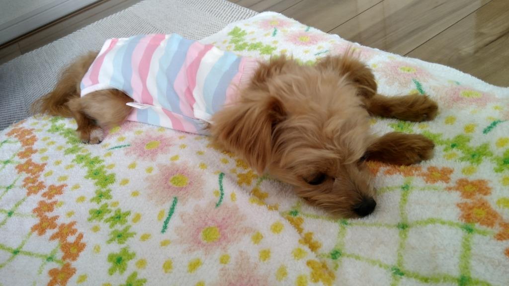 レビュー画像