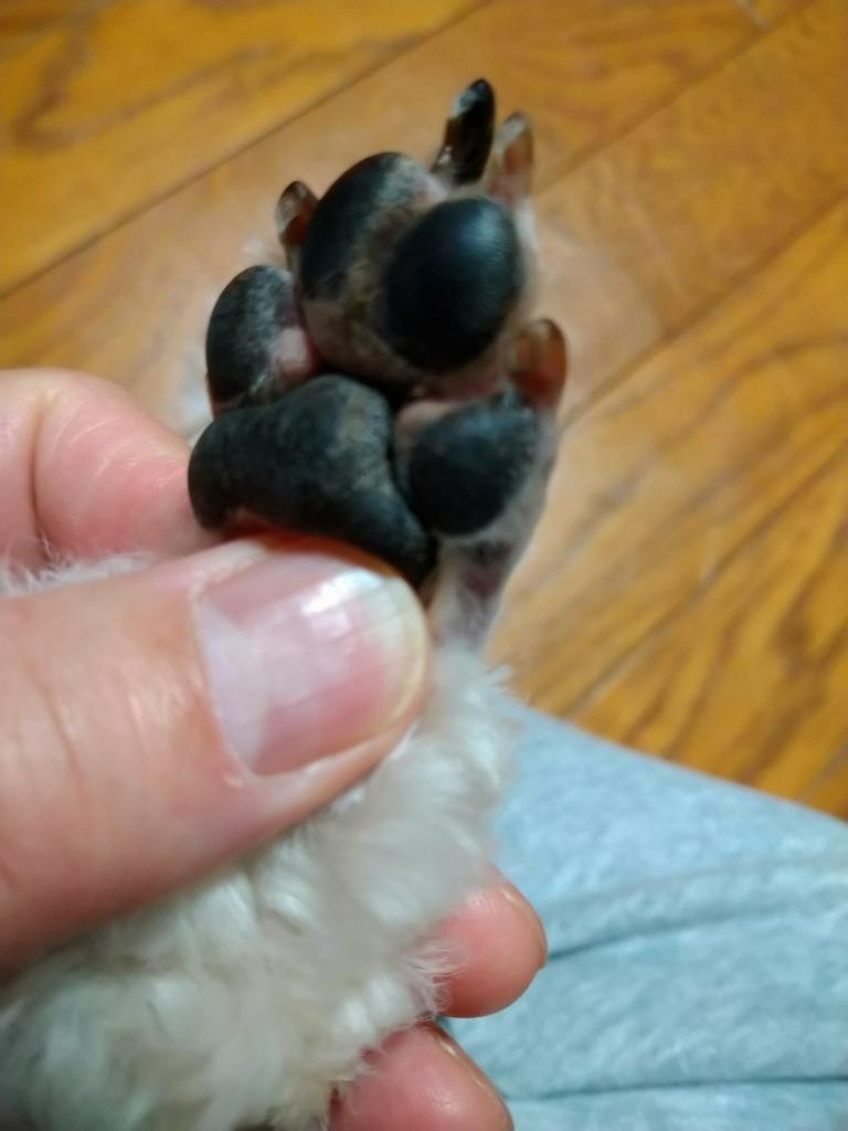 全体のレビュー画像 | 5-0