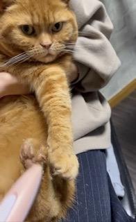 全体のレビュー画像 | 2-0