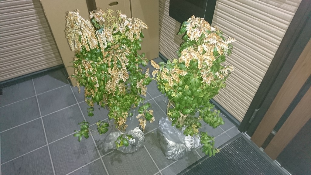 1件目のレビュー画像 | 0