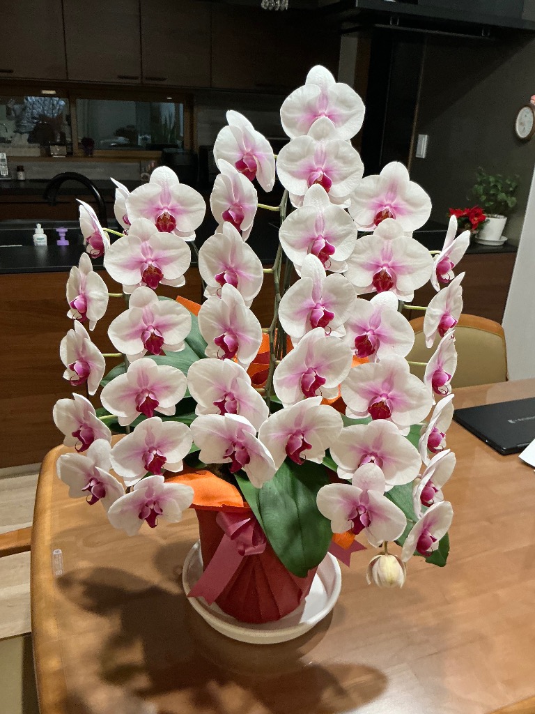 胡蝶蘭 お祝い 3本立ち 大輪(30〜33輪) 15000円(税別)お祝い 花