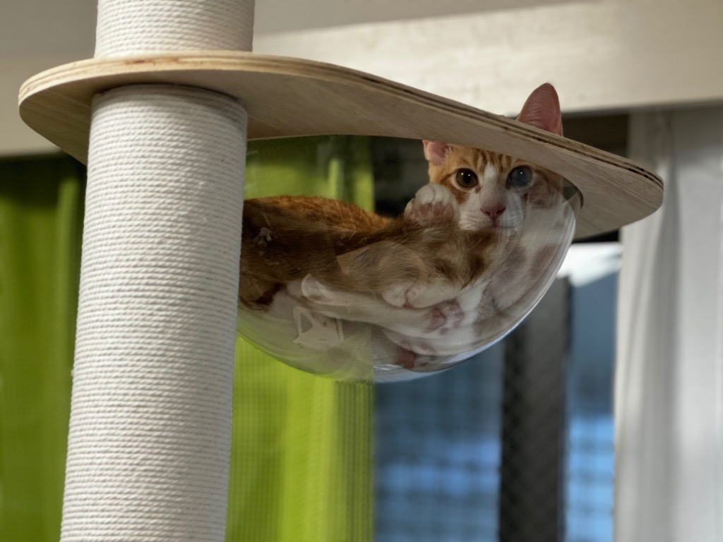 ヤフー1位 RAKU キャットタワー 猫タワー 突っ張り 特許技術