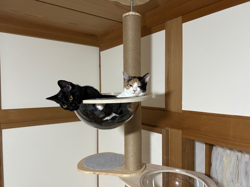 RAKU 正規販売店 木登りタワー キャット宇宙船 拡張パーツ 大人気「木登りタワー」の追加・交換用 宇宙船 猫 猫ベッド 透明 通気 猫用品  安全素材使用 : ck0287 : えびす-JAPAN - 通販 - Yahoo!ショッピング