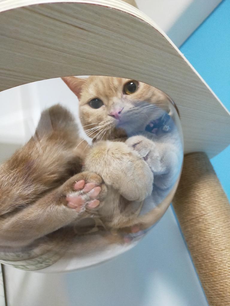 ねこ NEW FACE ラムキン♂ | necosekai shop blog／ネコセカイ