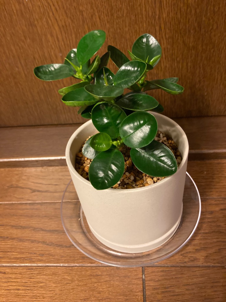KINTO（キントー） プラントポット 191 10.5cm 植木鉢 : エクリティ