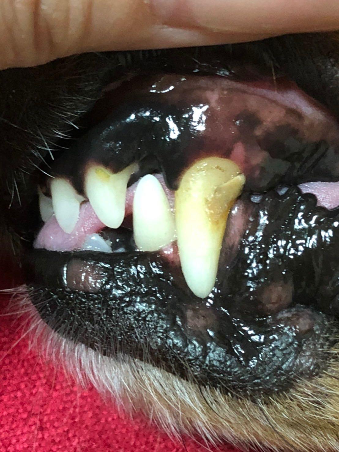 イオン 犬 はみがき 無添加 塗るだけ簡単 犬デンタルケア 口臭 歯石 汚れ除去 嫌がらない 売れ筋no1 101 Edog Meister 通販 Yahoo ショッピング