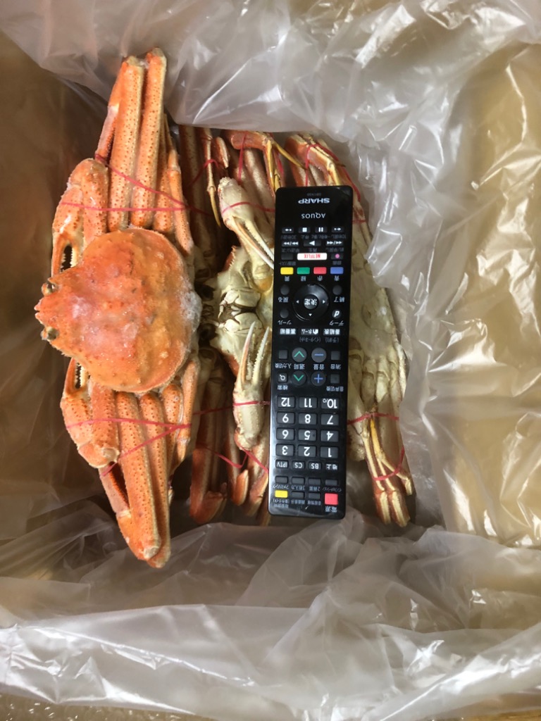 レビュー画像