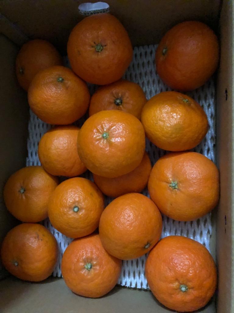【poteのお店】愛媛県西宇和産 甘平 5kg 精品 w-kanpei5.jpg