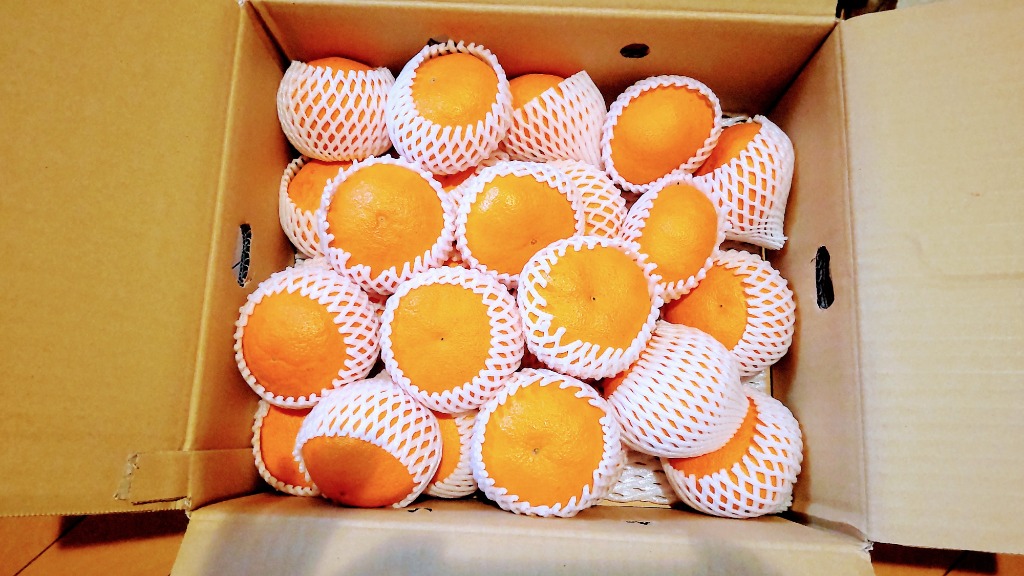 愛媛 西宇和産 甘平 秀品 ギフト 贈答用 5kg Lサイズ 2Lサイズ