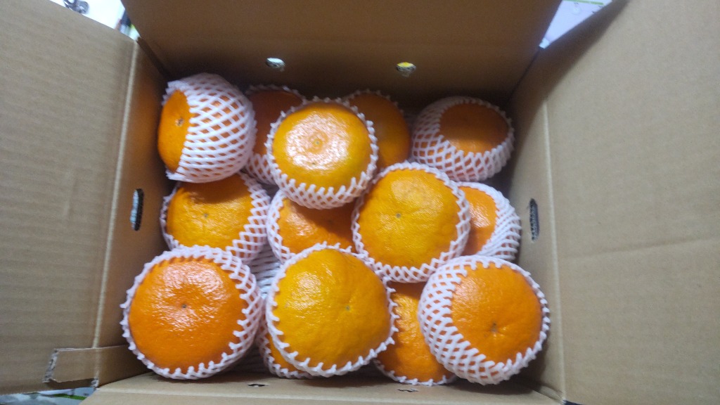 愛媛県西宇和産 甘平 5kg 精品 楽天市場】☆愛媛が誇る 高級みかん 希少品種 ☆創業84年 愛媛