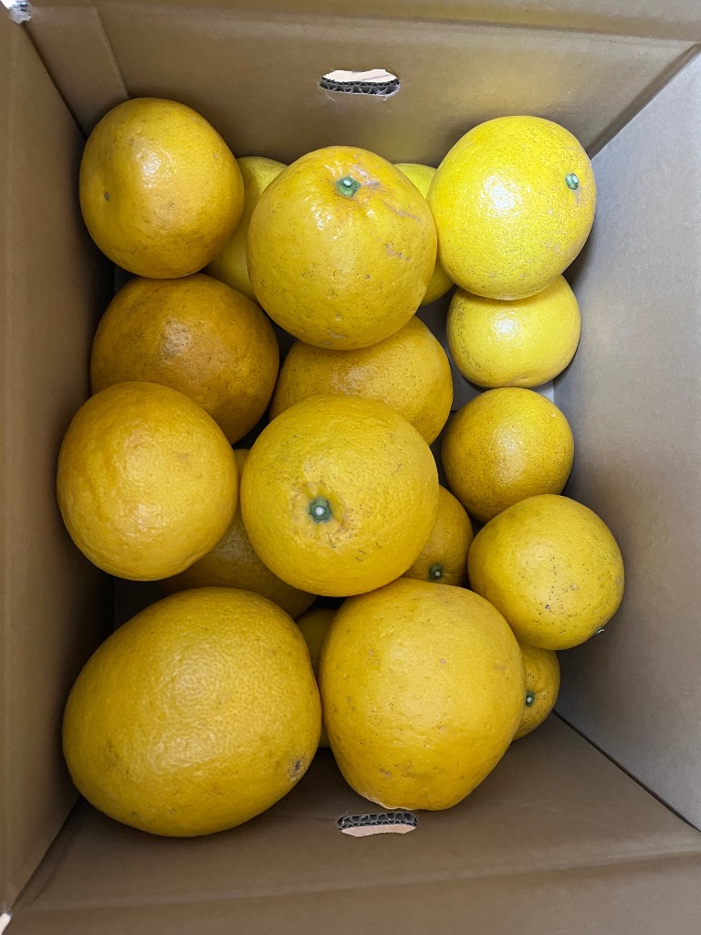 全体のレビュー画像 | 6-0