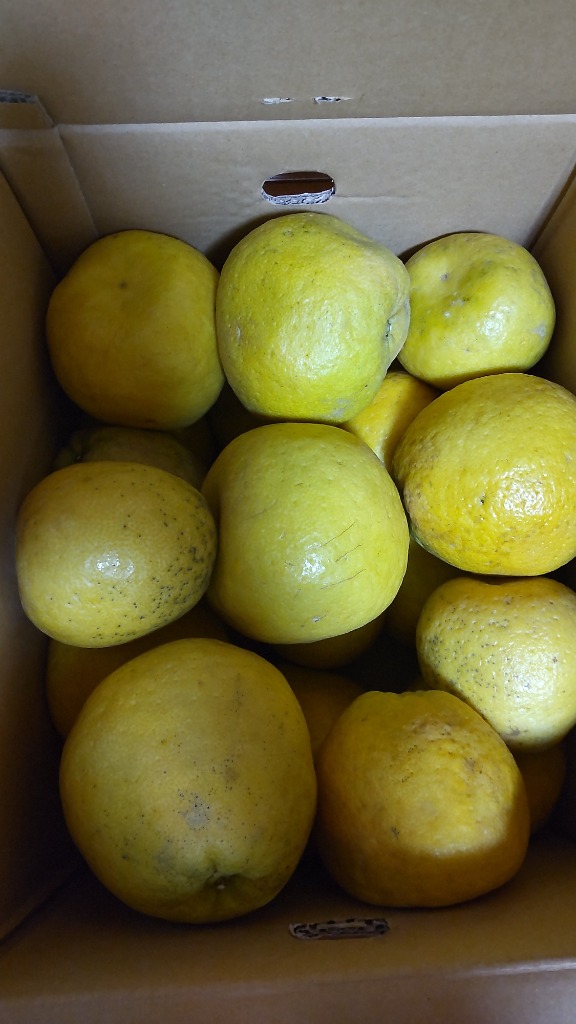 全体のレビュー画像 | 1-0