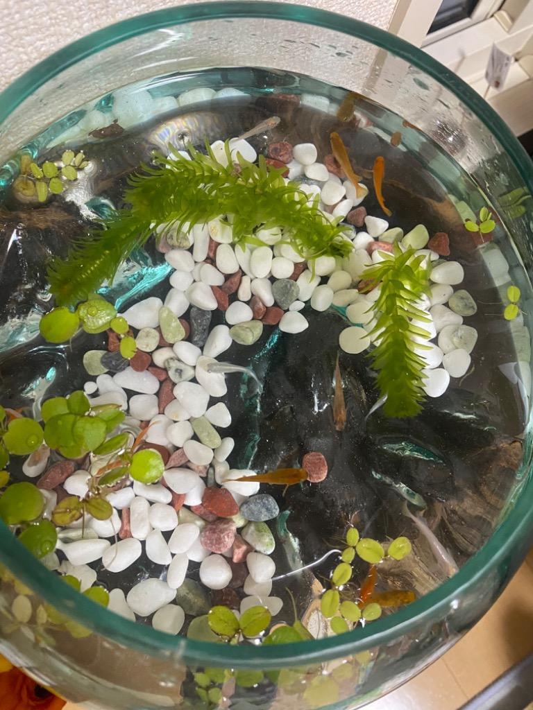 全体のレビュー画像 | 3-0