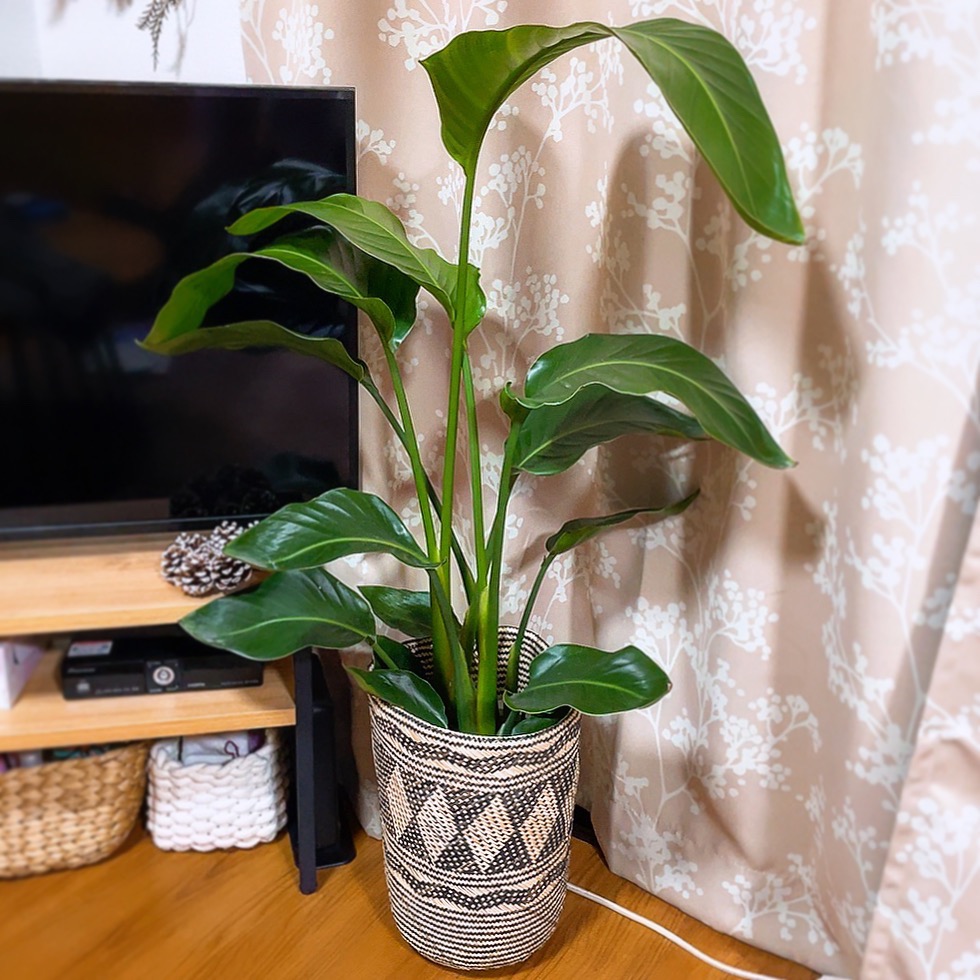 全体のレビュー画像 | 1-0