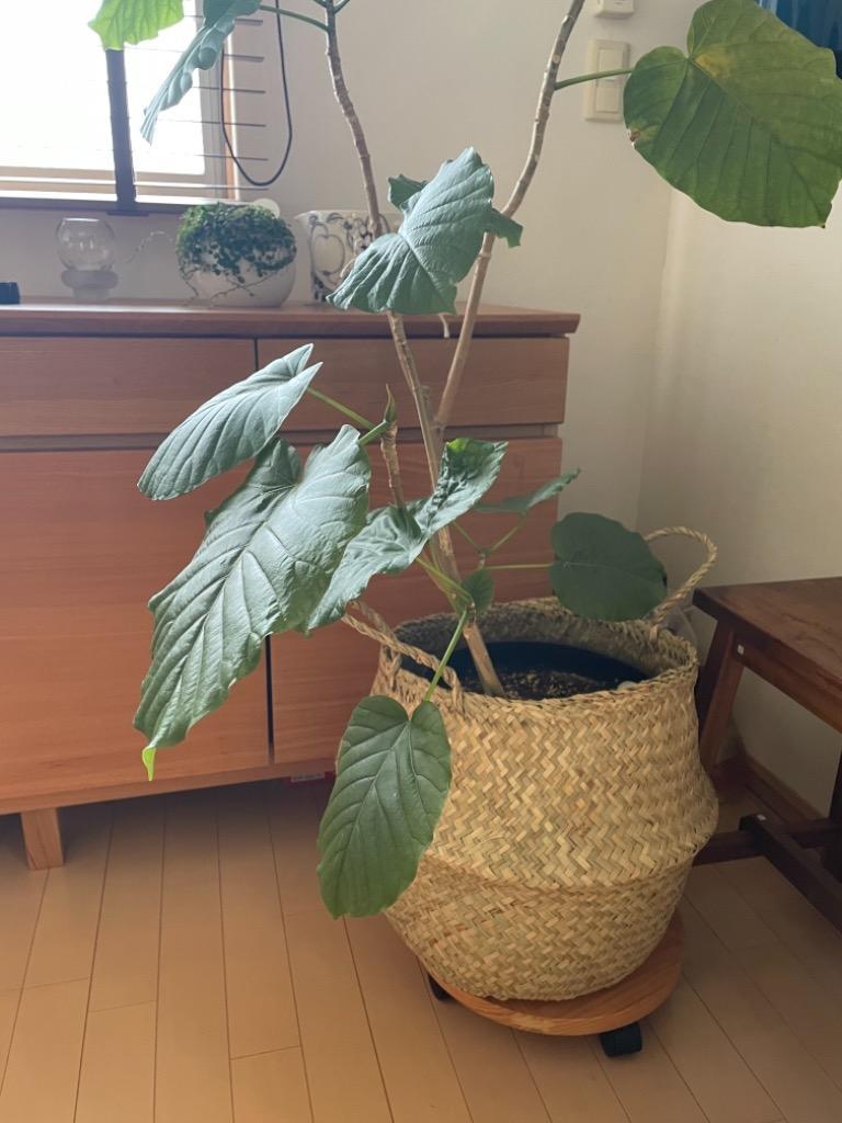 1件目のレビュー画像 | 0