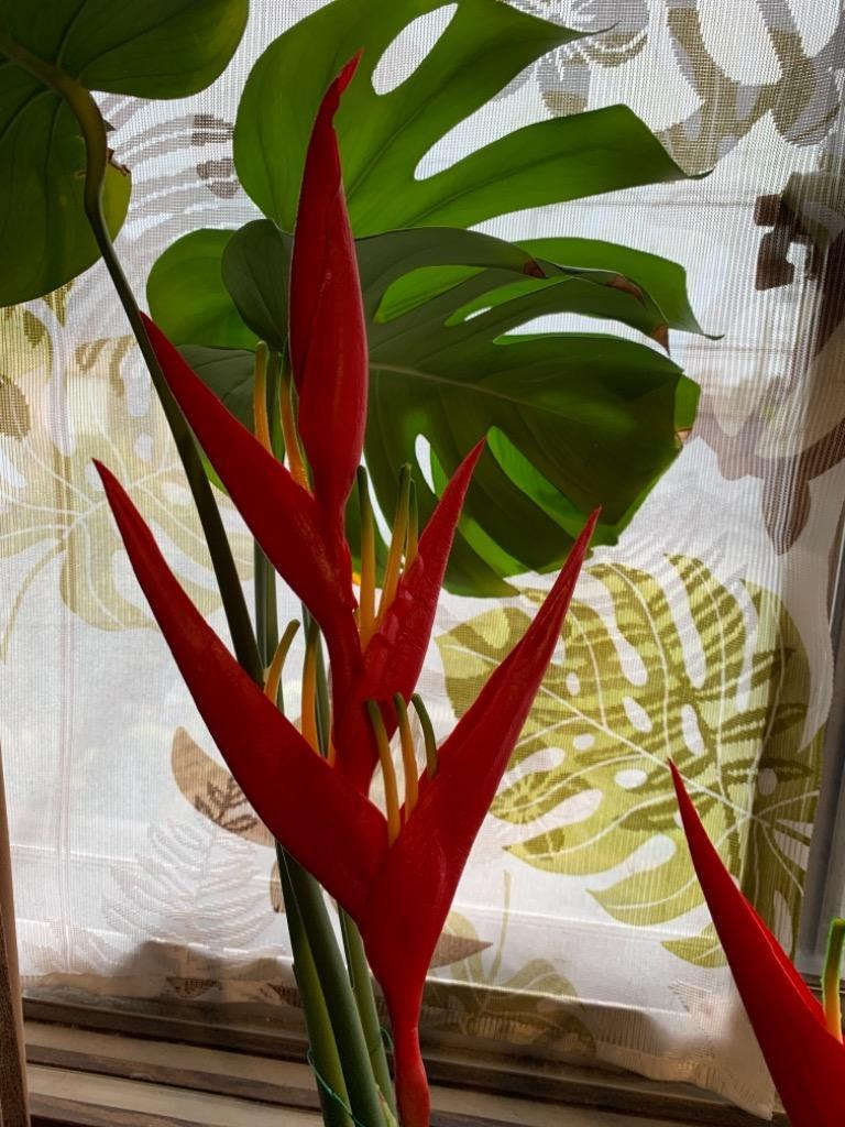 1件目のレビュー画像 | 0