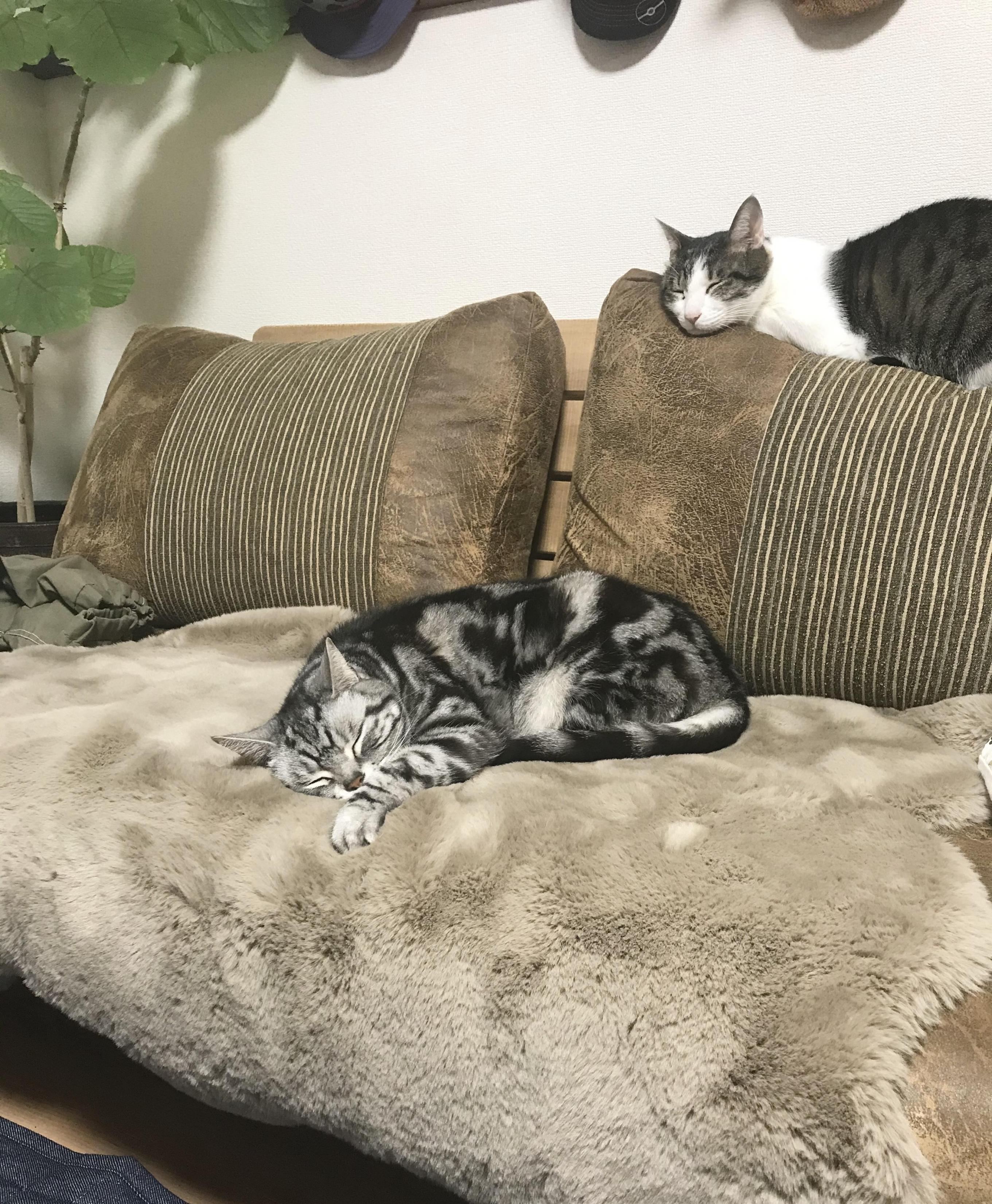 1件目のレビュー画像 | 0